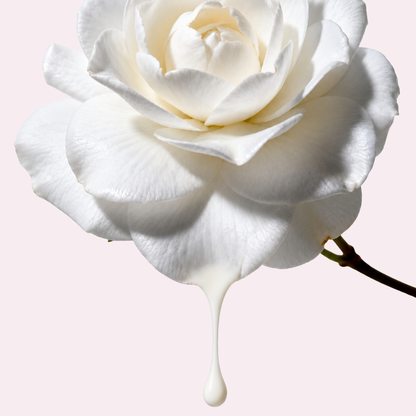 Musc Blanc Absolu - précommande